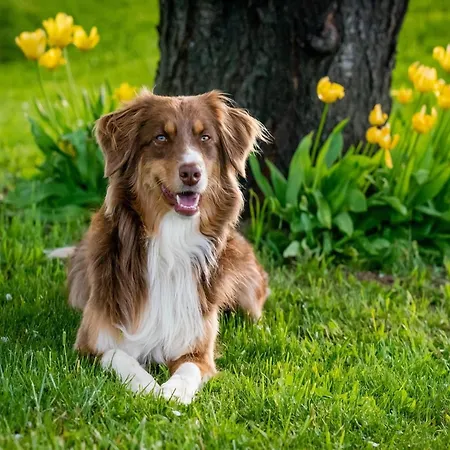 Timber-frame Retreat Apartamento *